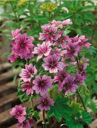 Image result for Malva sylvestris 'Zebrina'