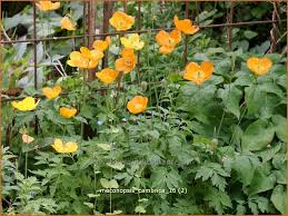 Image result for Scheinmohn