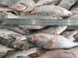 Image result for Rutilus caspicus