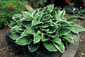Image result for Hosta fortunei albomarginata