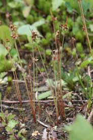 Attēlu rezultāti vaicājumam “Juncus capitatus”