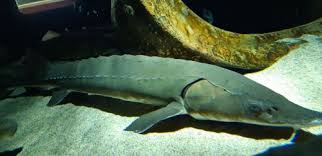 Image result for Acipenser fulvescens