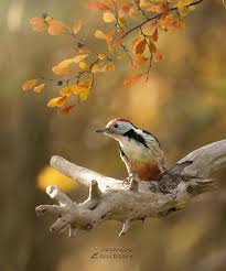 Attēlu rezultāti vaicājumam “Dendrocopos medius”