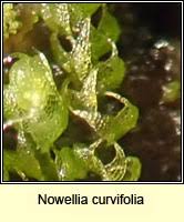 Attēlu rezultāti vaicājumam “Nowellia curvifolia”