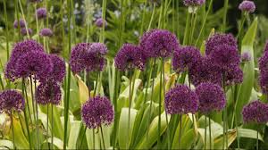 Attēlu rezultāti vaicājumam “Allium holandicum bud”