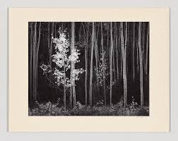 Image result for Ansel Adams Aspens New Mexico