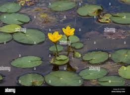 Image result for Seekanne