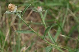 Attēlu rezultāti vaicājumam “Centaurea jacea fruit”