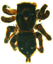 Attēlu rezultāti vaicājumam “Arachnida”