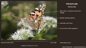 Attēlu rezultāti vaicājumam “Vanessa cardui upperside”