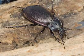 Attēlu rezultāti vaicājumam “Carabus nemoralis”