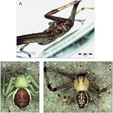 Attēlu rezultāti vaicājumam “Diaea dorsata male”