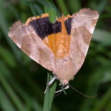 Attēlu rezultāti vaicājumam “Noctua fimbriata imago”