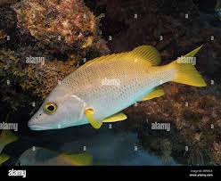 Image result for Lutjanus jocu