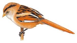 Attēlu rezultāti vaicājumam “Panurus biarmicus”