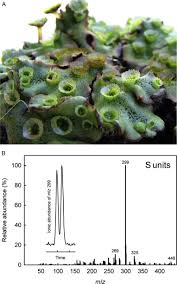 Attēlu rezultāti vaicājumam “Lophocolea minor macro”