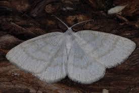 Attēlu rezultāti vaicājumam “Cabera exanthemata”