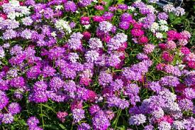 Image result for Iberis umbellata