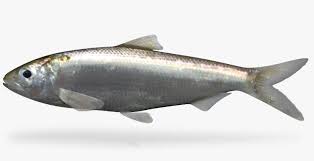 Image result for Alosa alabamae