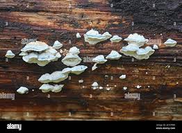 Attēlu rezultāti vaicājumam “Postia caesia”