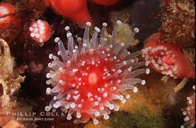 ผลการค้นหารูปภาพสำหรับ strawberry anemone