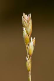 Attēlu rezultāti vaicājumam “Danthonia decumbens bud”