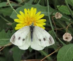 Attēlu rezultāti vaicājumam “Pieris rapae underside”
