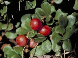 Attēlu rezultāti vaicājumam “Arctostaphylos uva-ursi fruit”