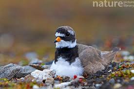 Attēlu rezultāti vaicājumam “Charadrius hiaticula”