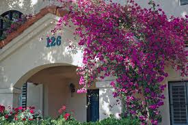 Image result for bougainvillea