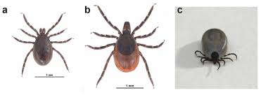 Attēlu rezultāti vaicājumam “Ixodes female”