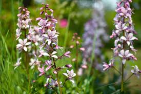 Image result for Diptam