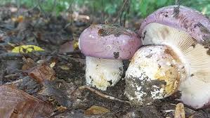Attēlu rezultāti vaicājumam “Cortinarius praestans”
