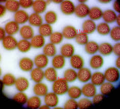 Attēlu rezultāti vaicājumam “Badhamia flavoglauca”