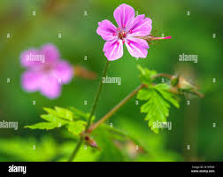 Attēlu rezultāti vaicājumam “Geranium robertianum flower”