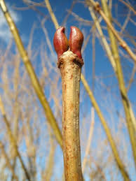 Attēlu rezultāti vaicājumam “Viburnum opulus bud”