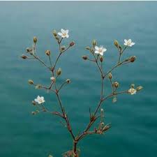 Attēlu rezultāti vaicājumam “Silene borysthenica bud”