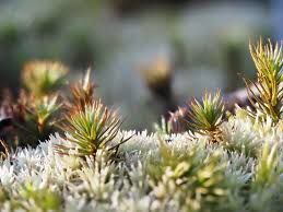 Attēlu rezultāti vaicājumam “Pseudotaxiphyllum elegans macro”