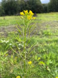 Attēlu rezultāti vaicājumam “Erysimum cheiranthoides leaf”