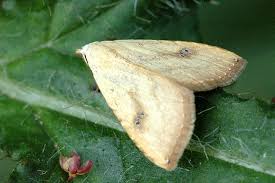 Attēlu rezultāti vaicājumam “Rivula sericealis”