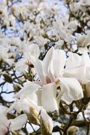 Attēlu rezultāti vaicājumam “Magnolia cylindrica flower”