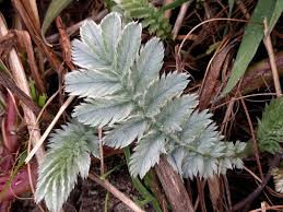 Attēlu rezultāti vaicājumam “Argentina anserina”