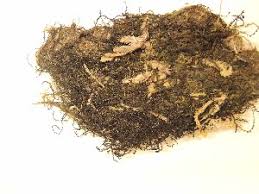 Attēlu rezultāti vaicājumam “Odontoschisma denudatum”