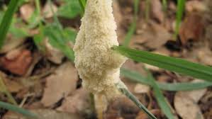 Attēlu rezultāti vaicājumam “Diachea leucopodia young”