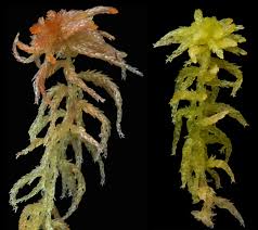 Attēlu rezultāti vaicājumam “Sphagnum tenellum”