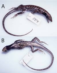 Attēlu rezultāti vaicājumam “Lycogala convexum sessile”