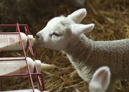 Image result for Weybridge Equestrian Centre