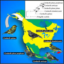 Attēlu rezultāti vaicājumam “Carduelis spinus”