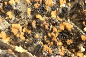 Attēlu rezultāti vaicājumam “Hypocenomyce friesii”