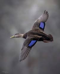 Image result for Anas rubripes